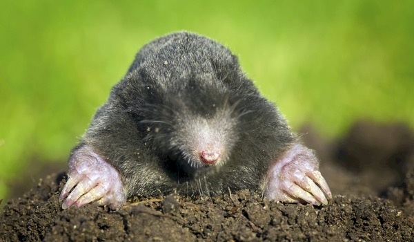 Rechter verbiedt teambuilding 'Wie is de mol?' Rechter verbiedt teambuilding 'Wie is de mol?'