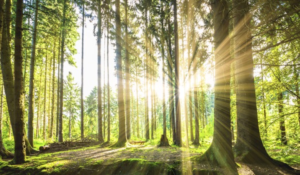 Column: De natuur verweven in events Column: De natuur verweven in events