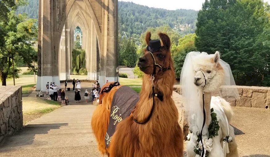 Zo vermijd je lama-drama en andere rampen op je huwelijk Zo vermijd je lama-drama en andere rampen op je huwelijk